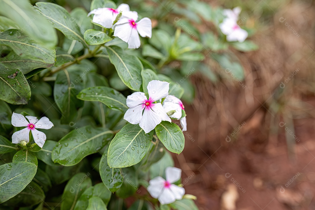 Flor de pervinca branca de Madagascar