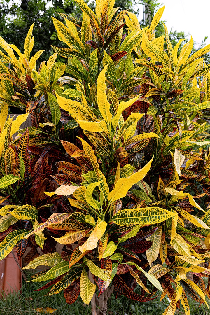 Planta Croton Variegada