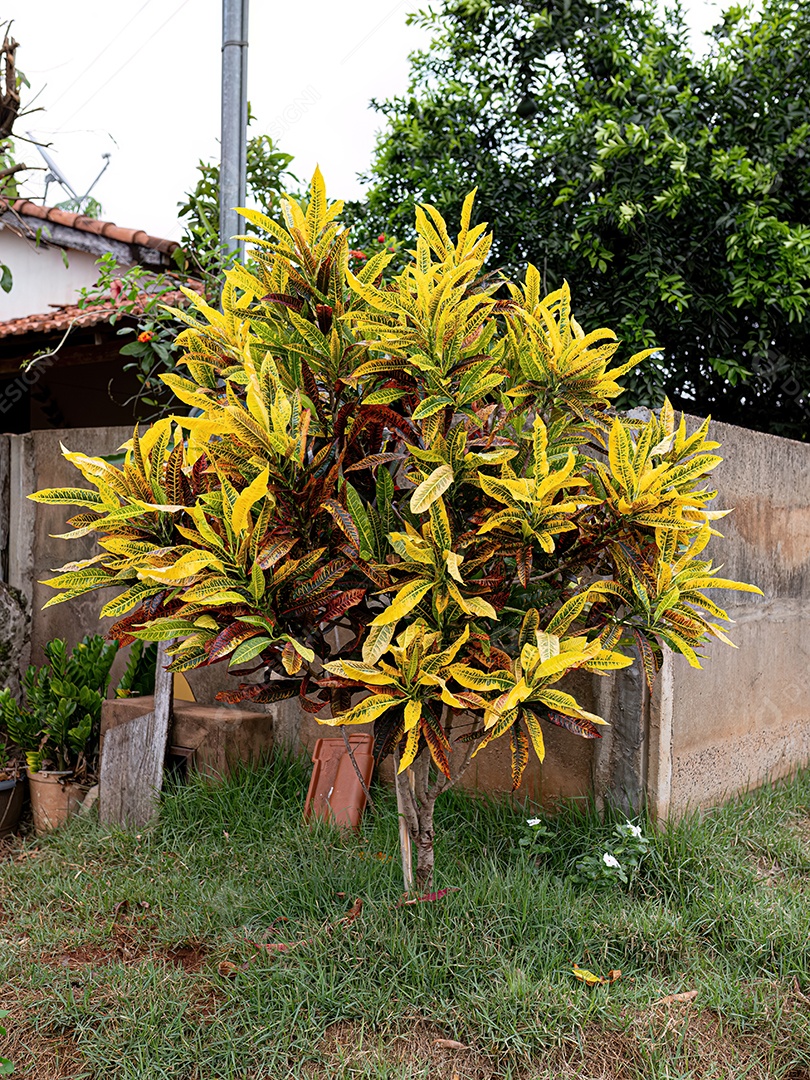 Planta Cróton Variegada