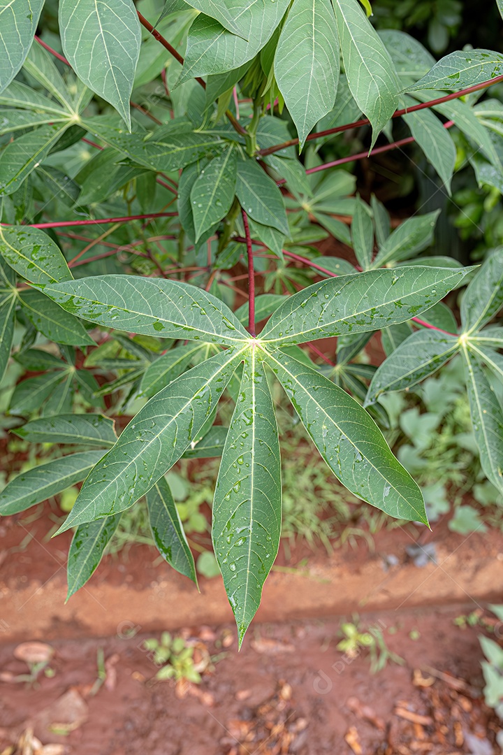 Folhagem de mandioca