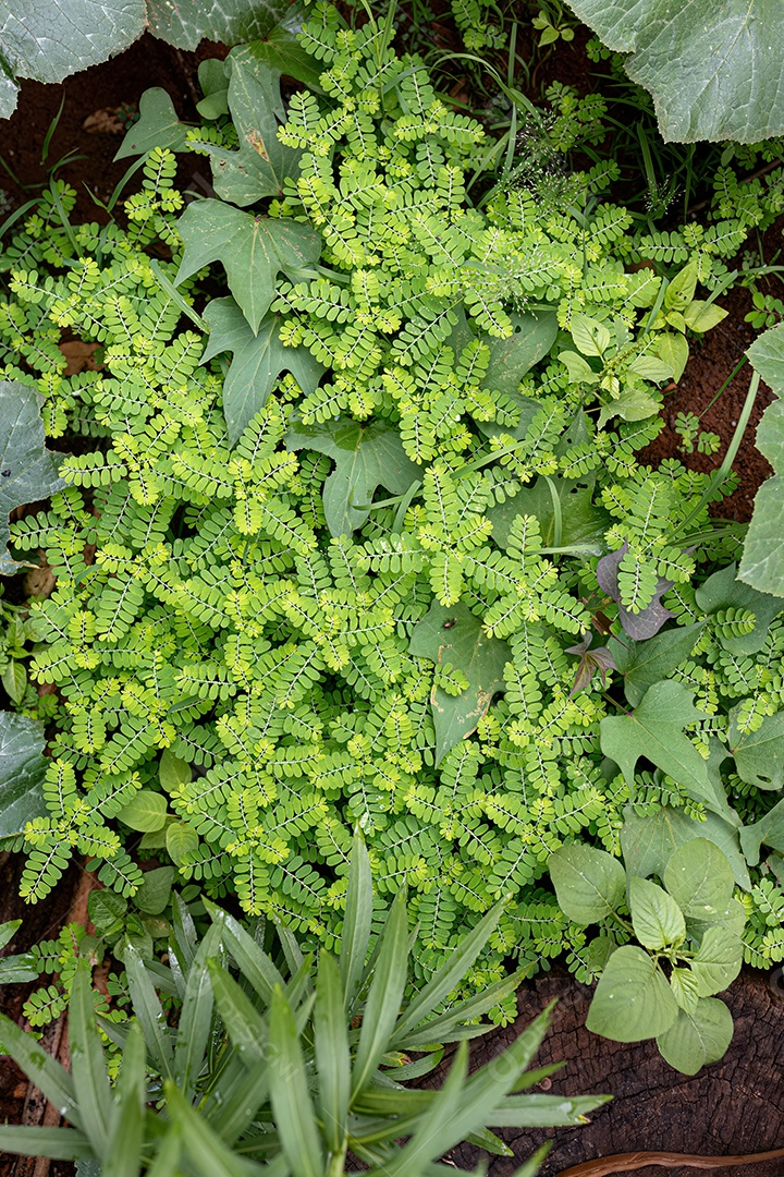 Planta da família samambaia