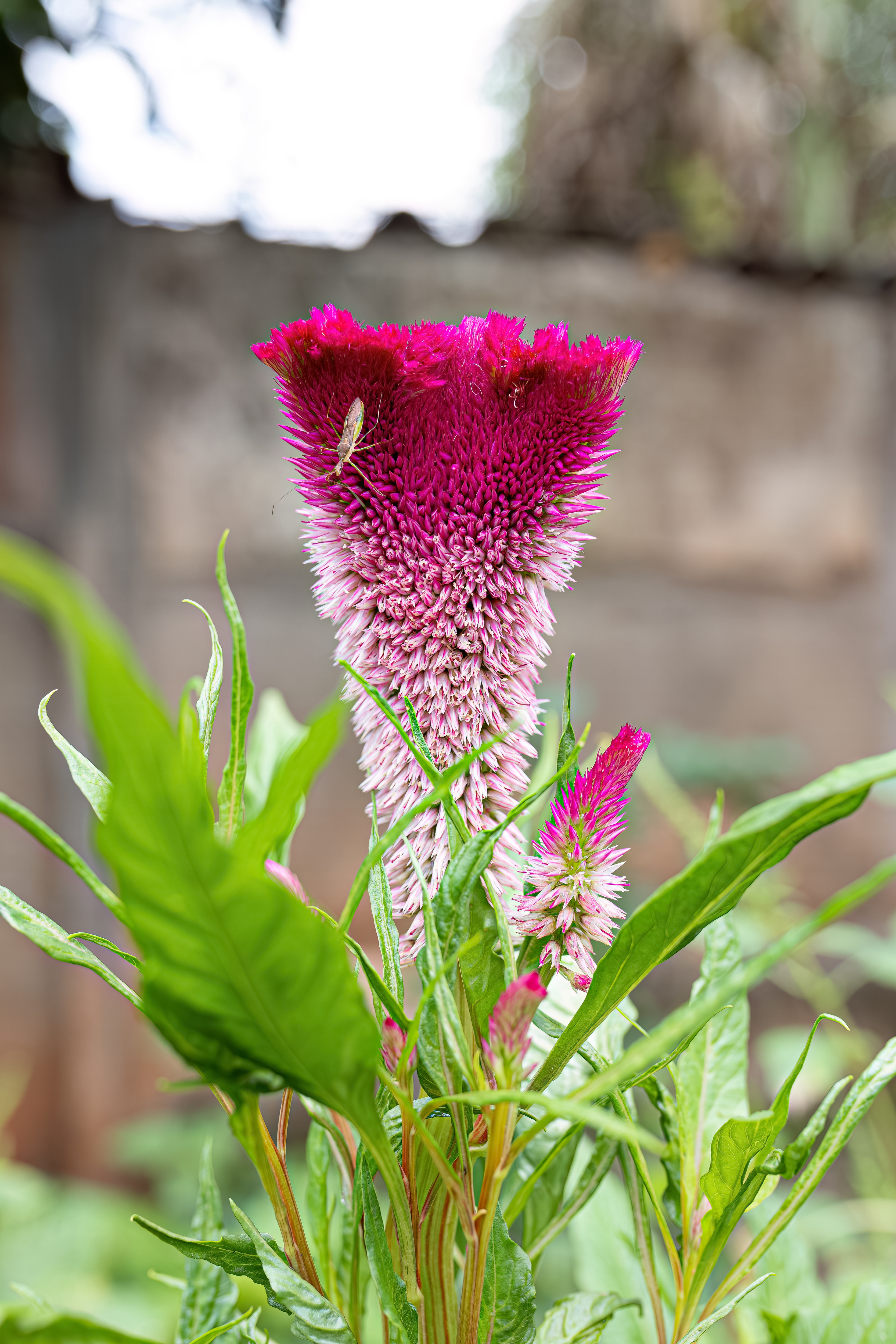 Planta celosia argentea