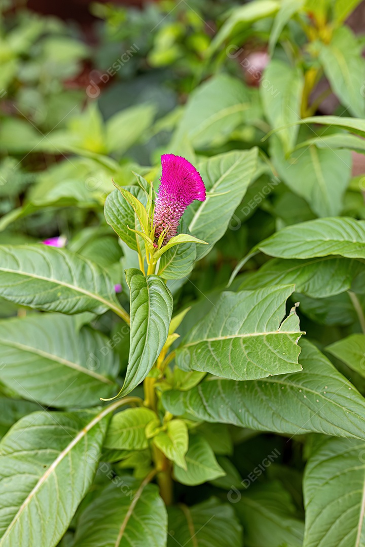 Planta com flores de grama de codorna