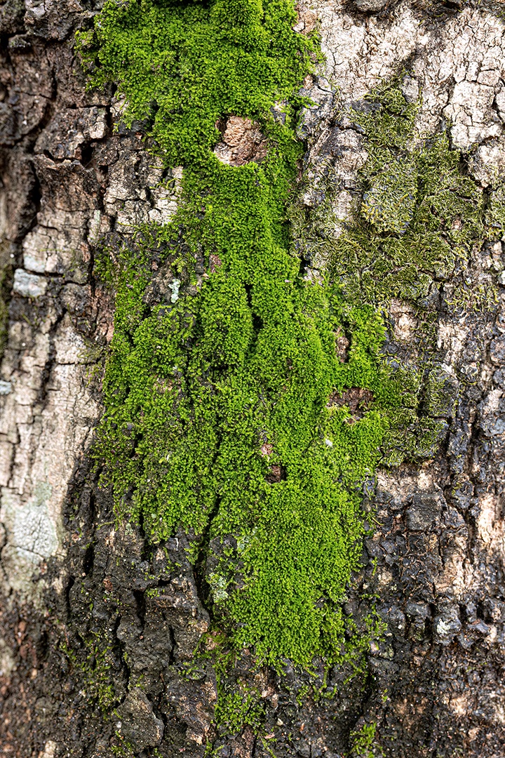 Tronco de árvore com musgo verde