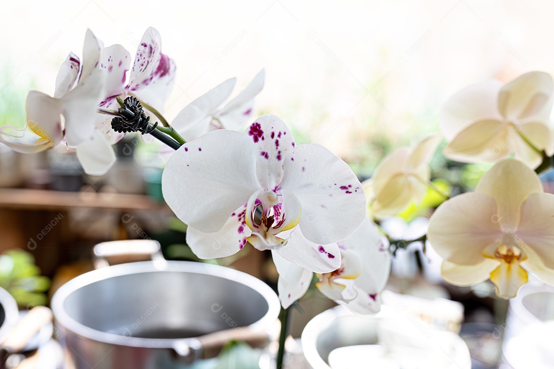 Planta com flor de orquídea