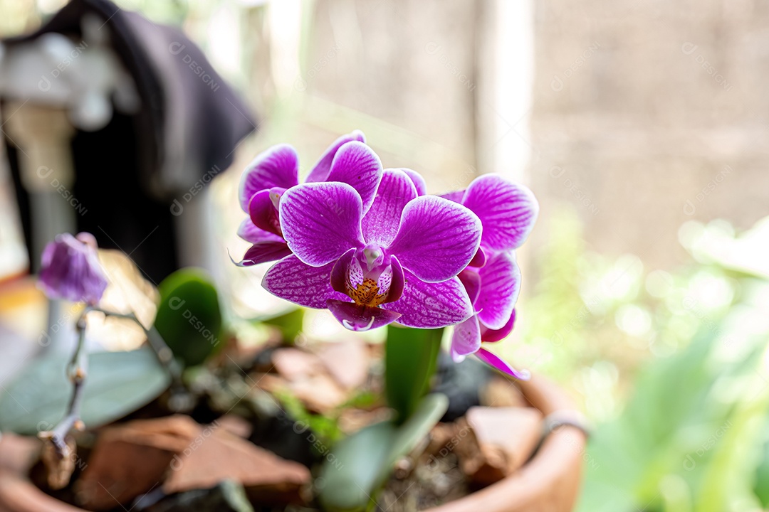 Flor de orquídea rocha