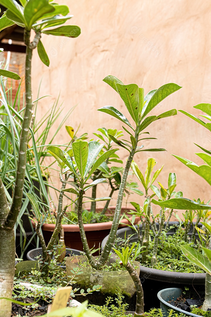 Planta Rosa do Deserto da espécie Adenium obesum