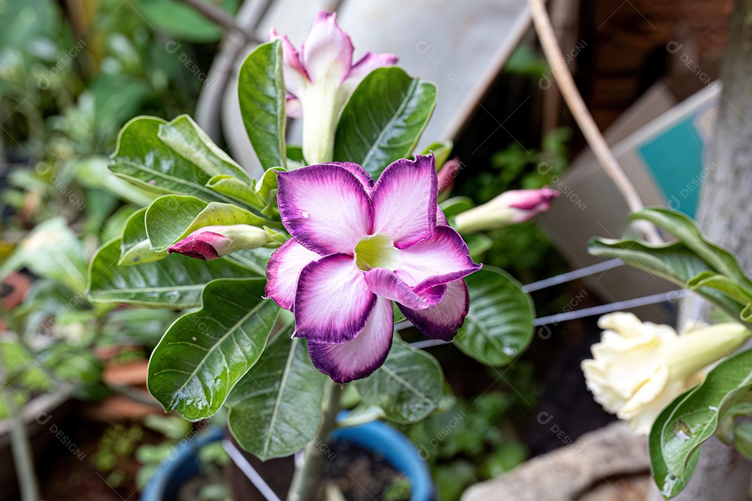 Planta flor rosa do deserto purple