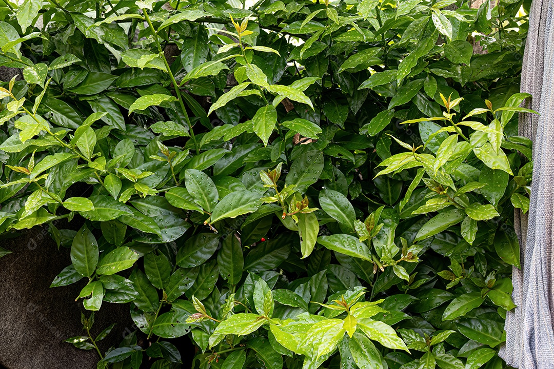 Arbusto de folhas verdes