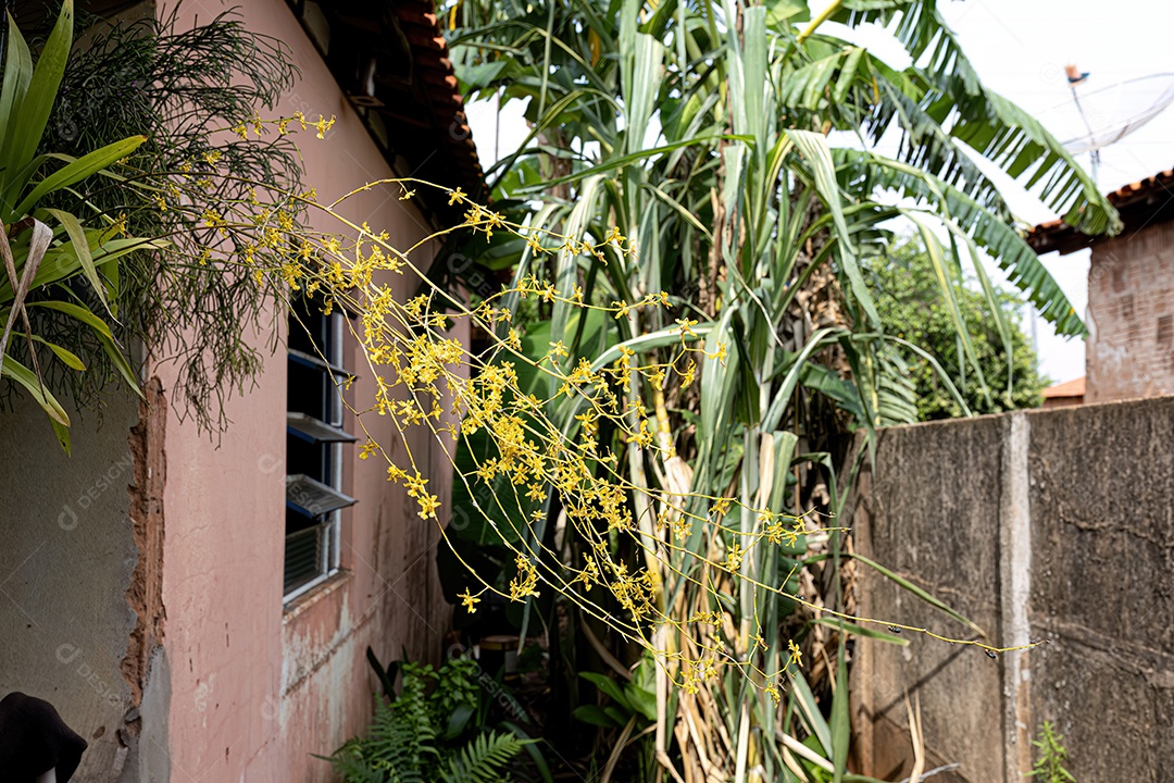 Planta orquídea oncidium klotzschianum