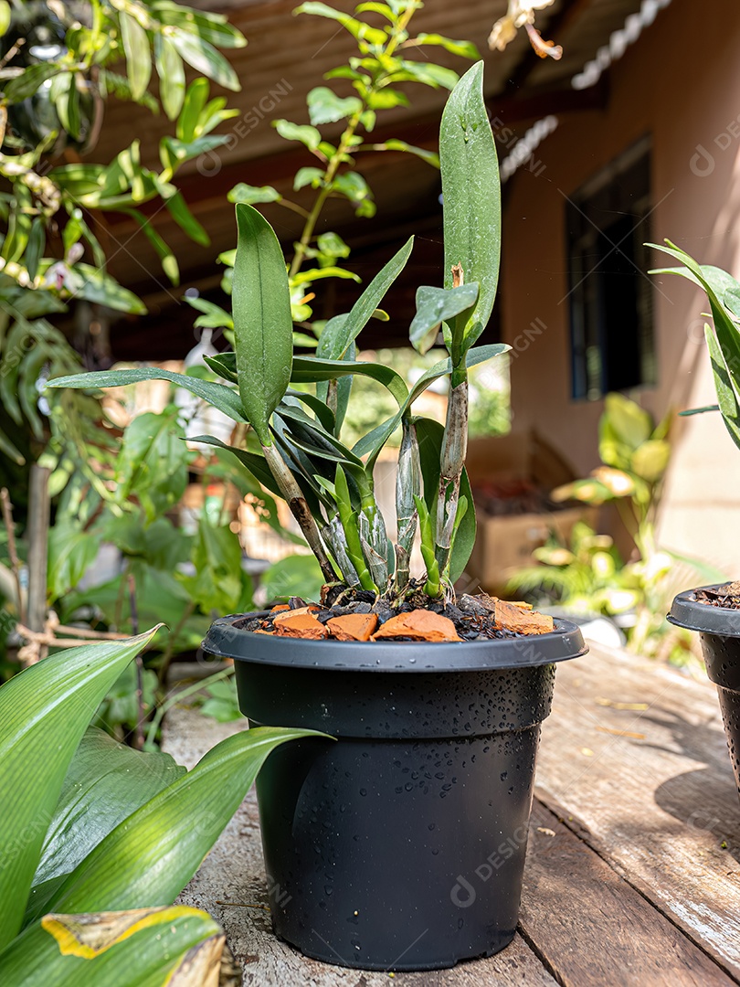 Planta orquídea deandrobium em vazo
