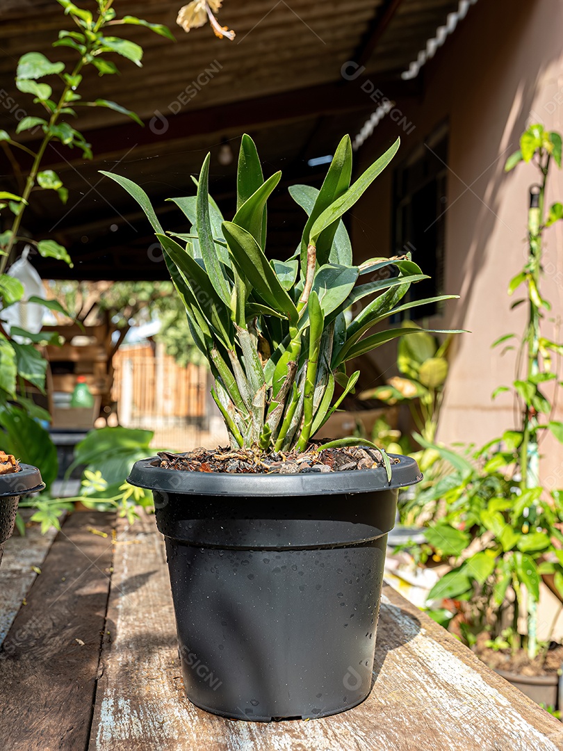 Planta orquídea deandrobium