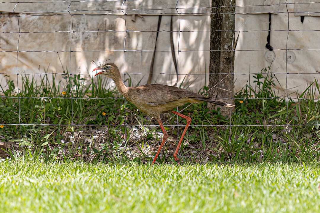 Seriema de longas pernas vermelhas