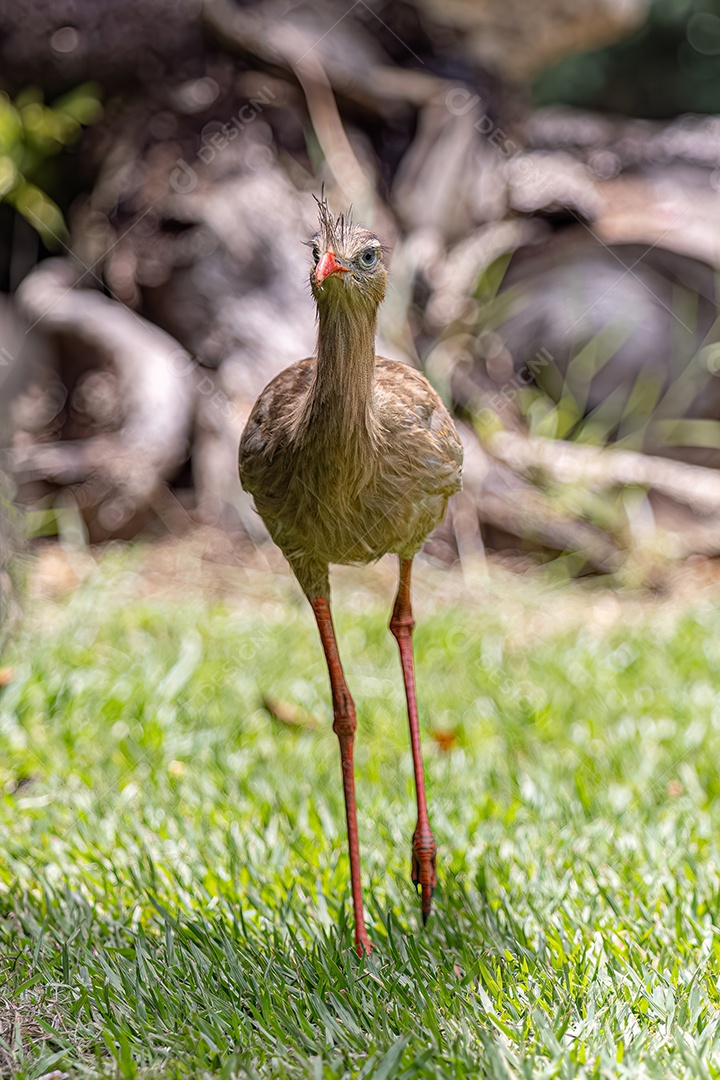 Seriema andando na mata