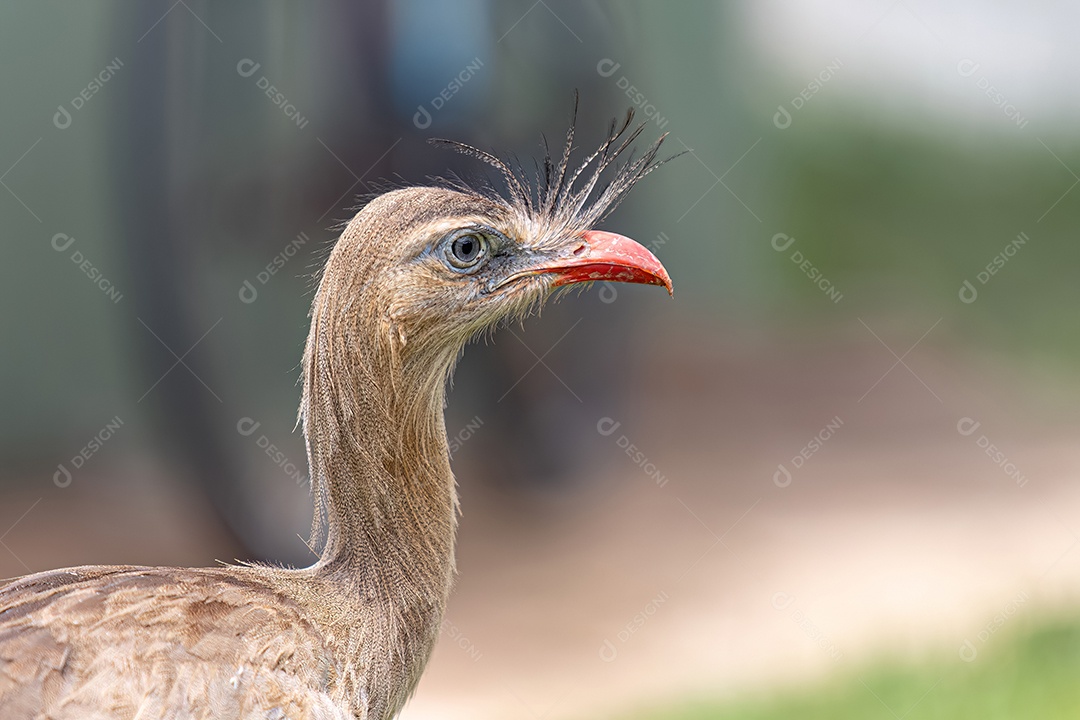 Seriema ave bonita fundo verde