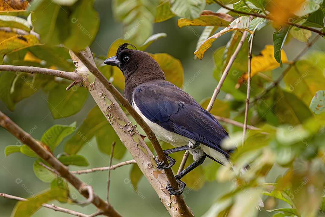 Gaio com crista ondulada