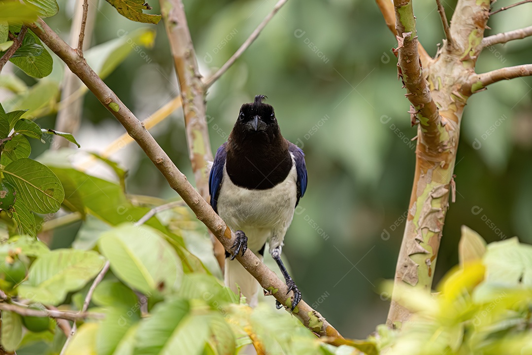 Gralha preta do campo