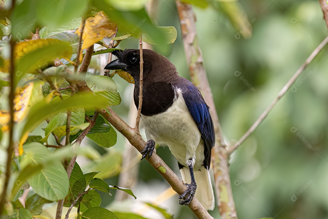 Pássaro gaio- de-peito-preto