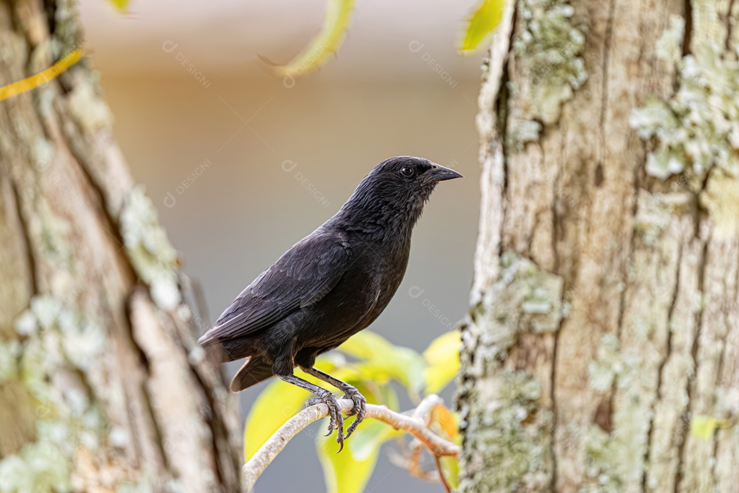 Graúna pássaro preto