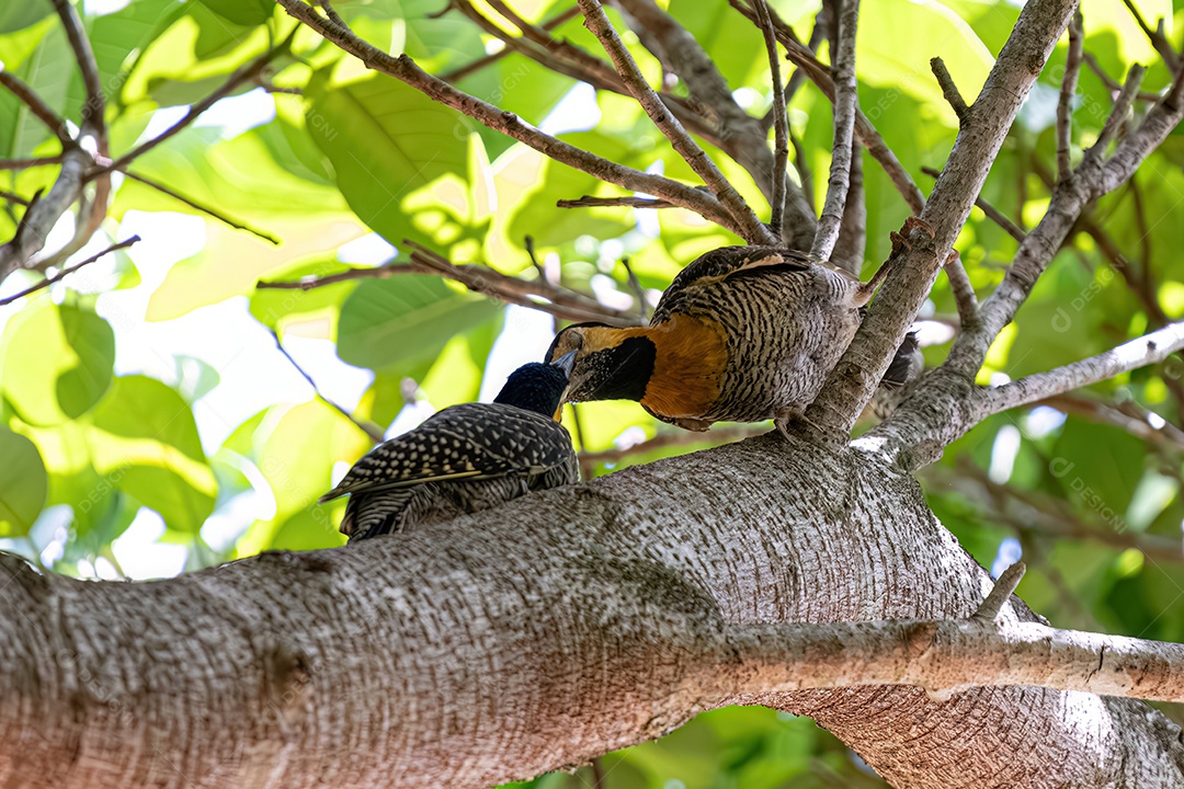 Pica-pau do campo dando comida ao filhote