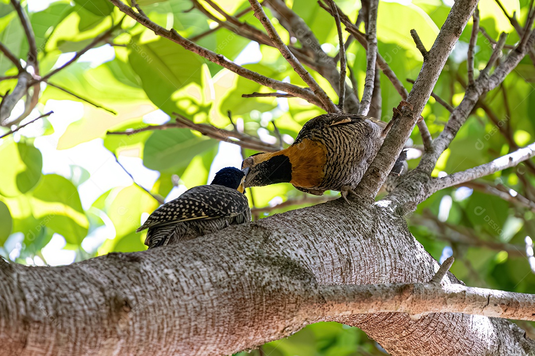 Pica-pau alimentando filhote