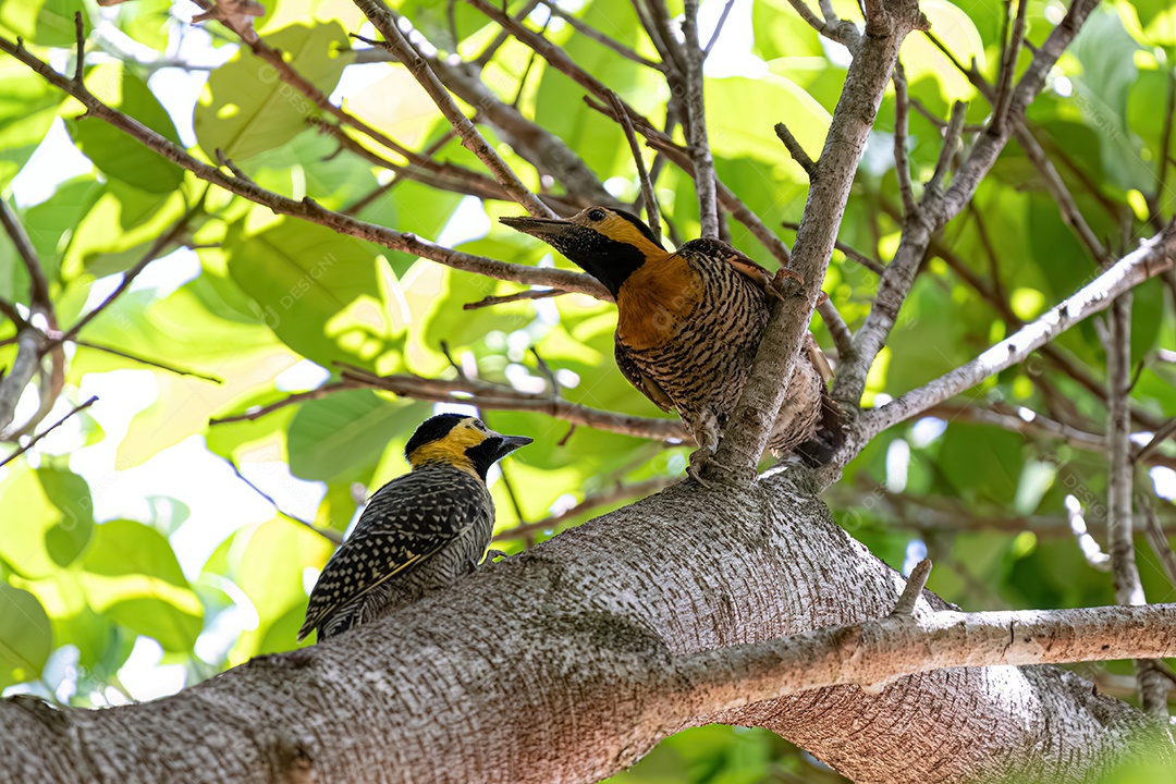 Pássaro pica-pau com filhote