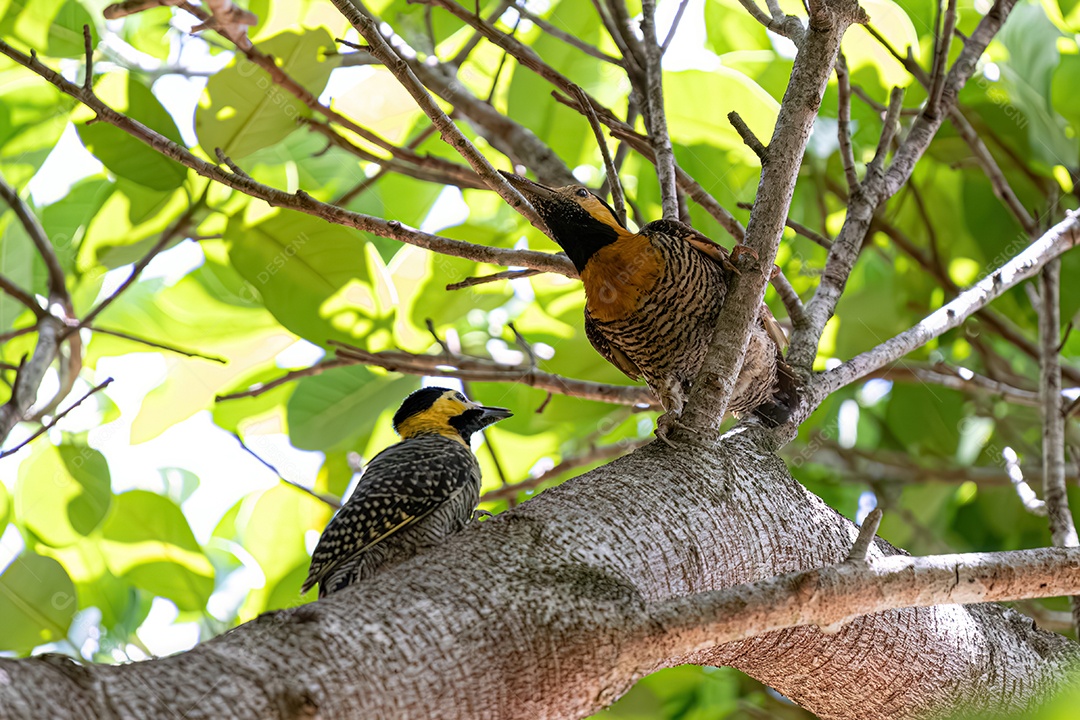 Pica-pau do campo fêmea com seu filhote