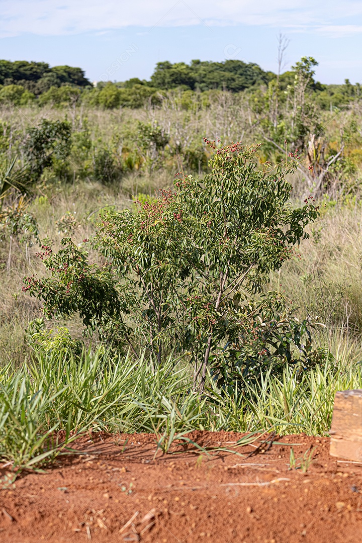 Pequenas bagas vermelhas da planta angiosperma