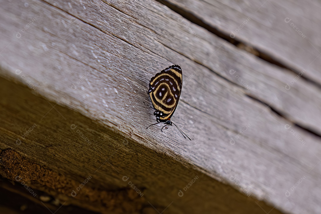 Borboleta astarte Oitenta e Oito