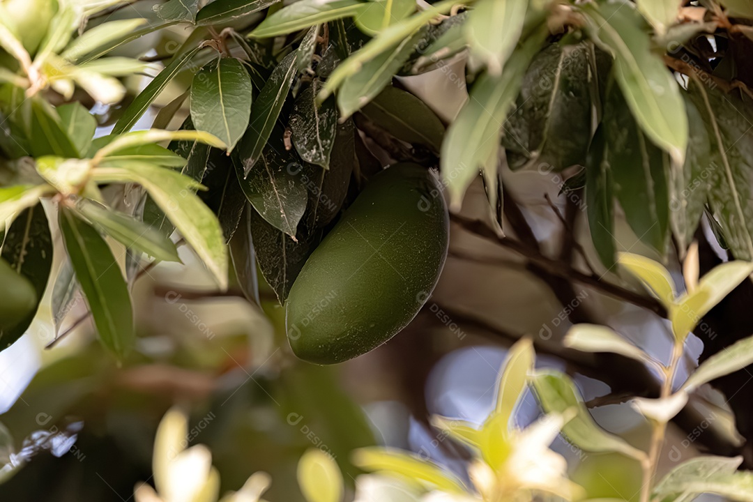 Folhagem e Fruto da planta oiti