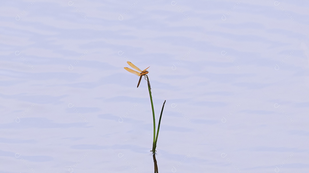 Inseto libelinha asas âmbar