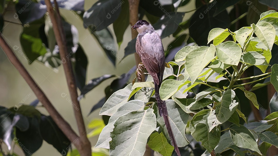 Passarinho papa-moscas de cauda bifurcada