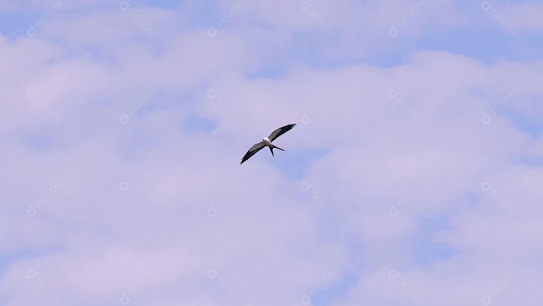 Pássaro pipa com cauda de andorinha