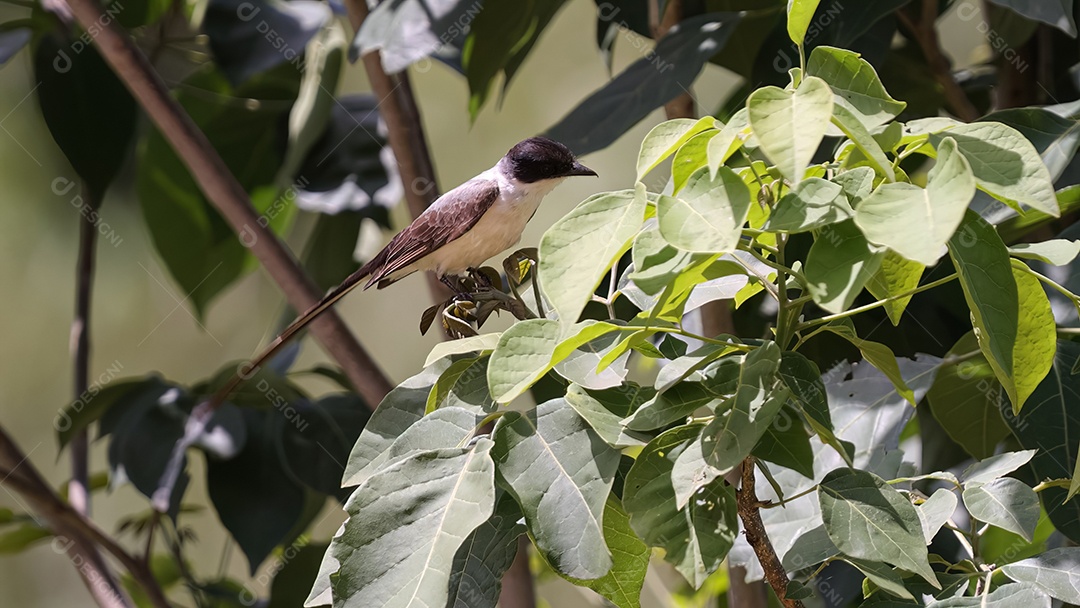 Pássaro Flycatcher de cauda bifurcada