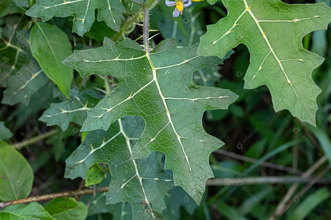 Planta pequena de erva-moura