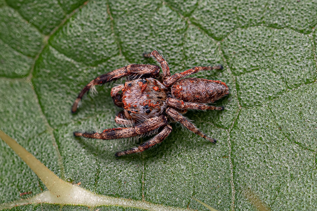 Aranha saltadora da espécie corythalia conferta