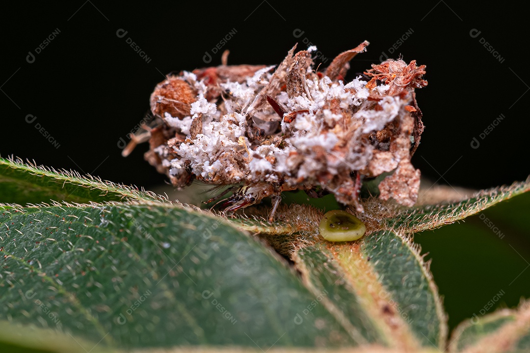 Larva de Lacewing Verde