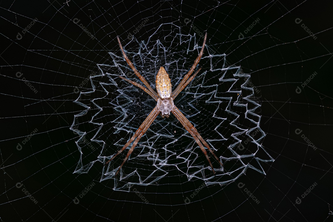 Aranha prateada orbweaver de jardim