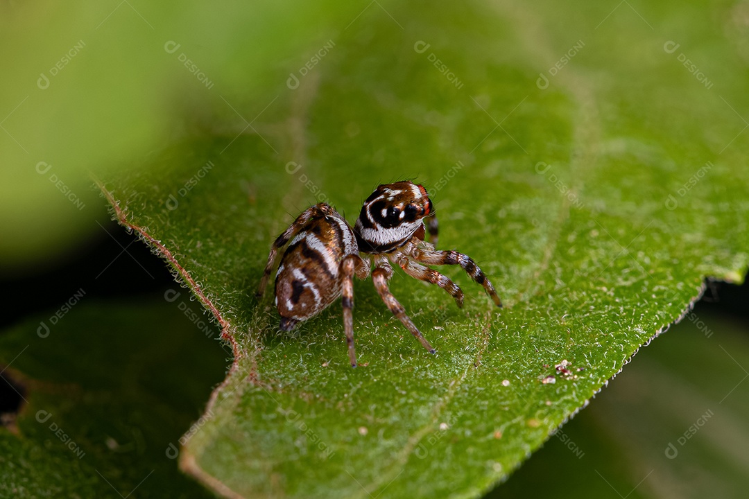 Pequena aranha saltadora da espécie Philira micans