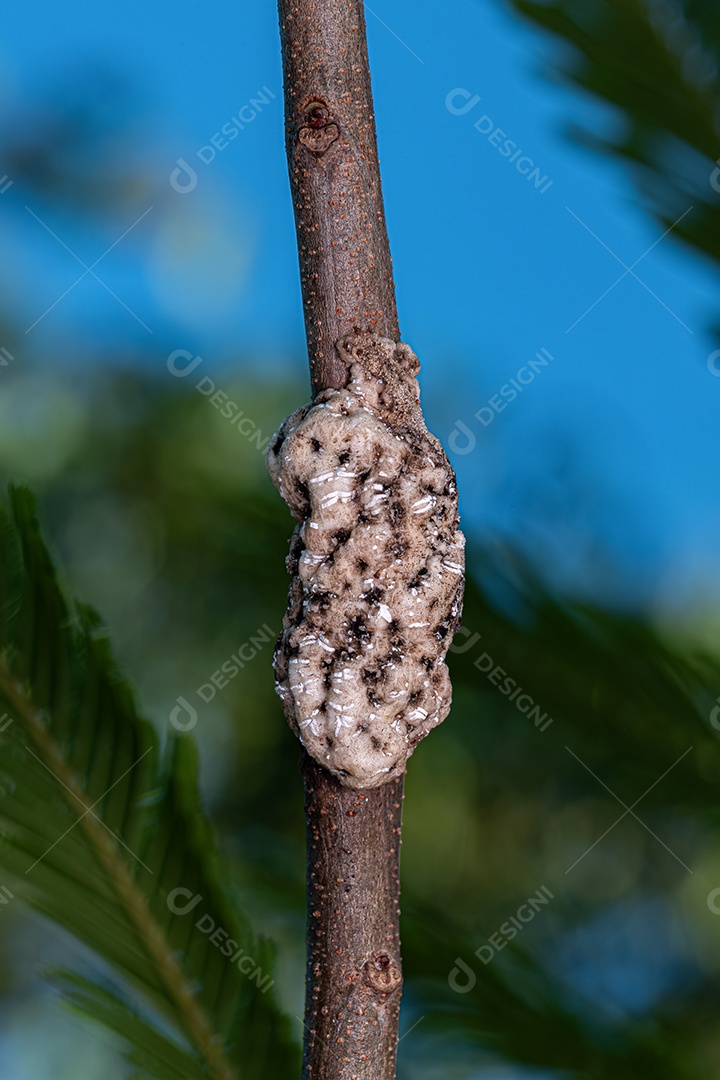 Escamas de tartaruga branca