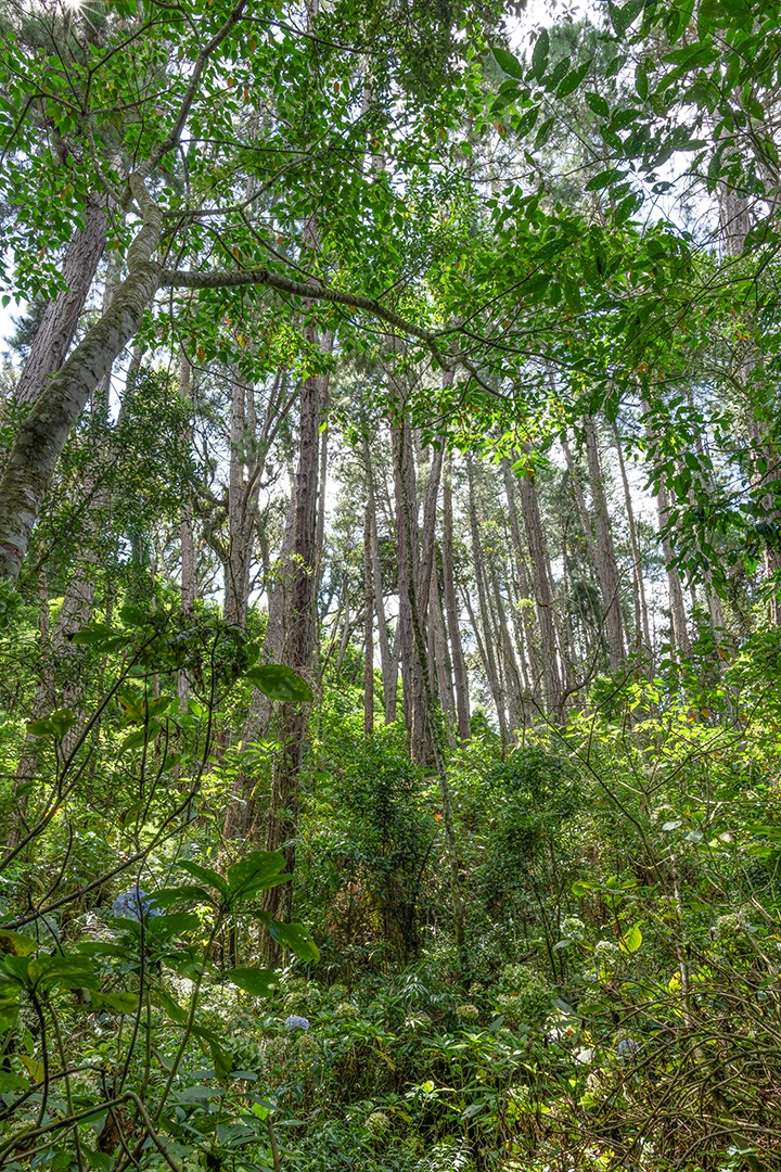 Árvores e plantas em uma floresta tropical