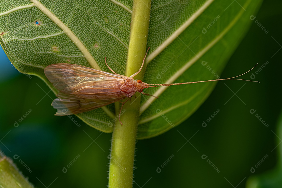 Inseto Caddisfly adulto