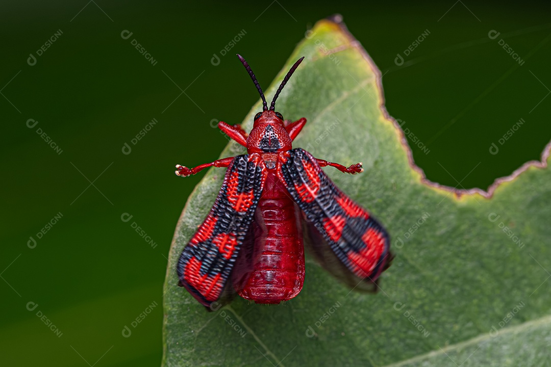 Besouro Hispinae Vermelho