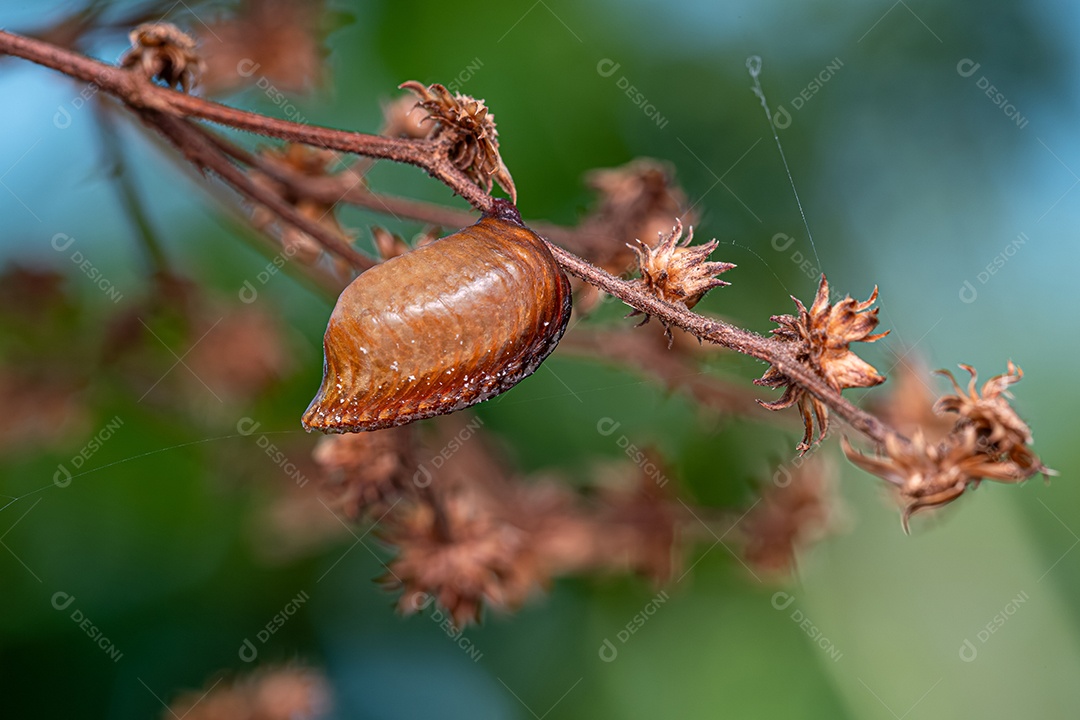 Caixa de ovo Photinaid Mantis