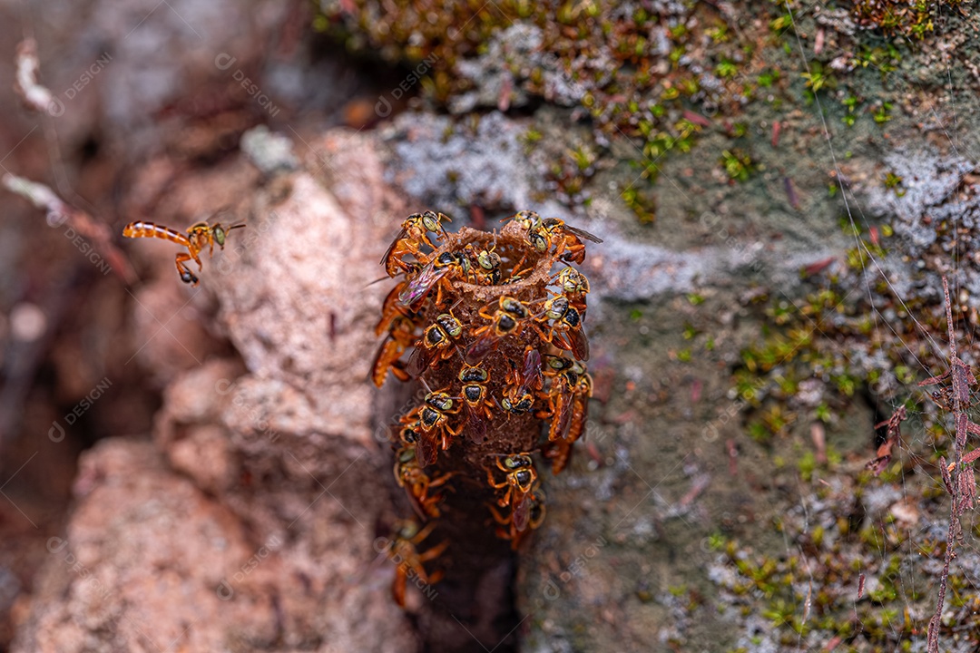 Abelha Jatai adulta da espécie tetragonisca com foco seletivo