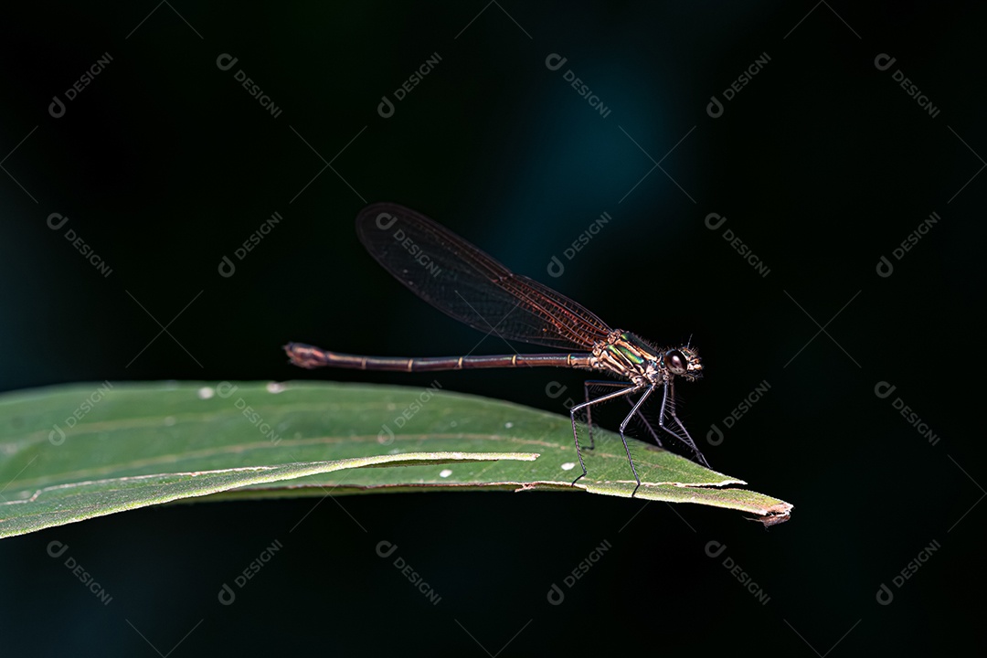 Inseto Libelinha Rubyspot Adulto