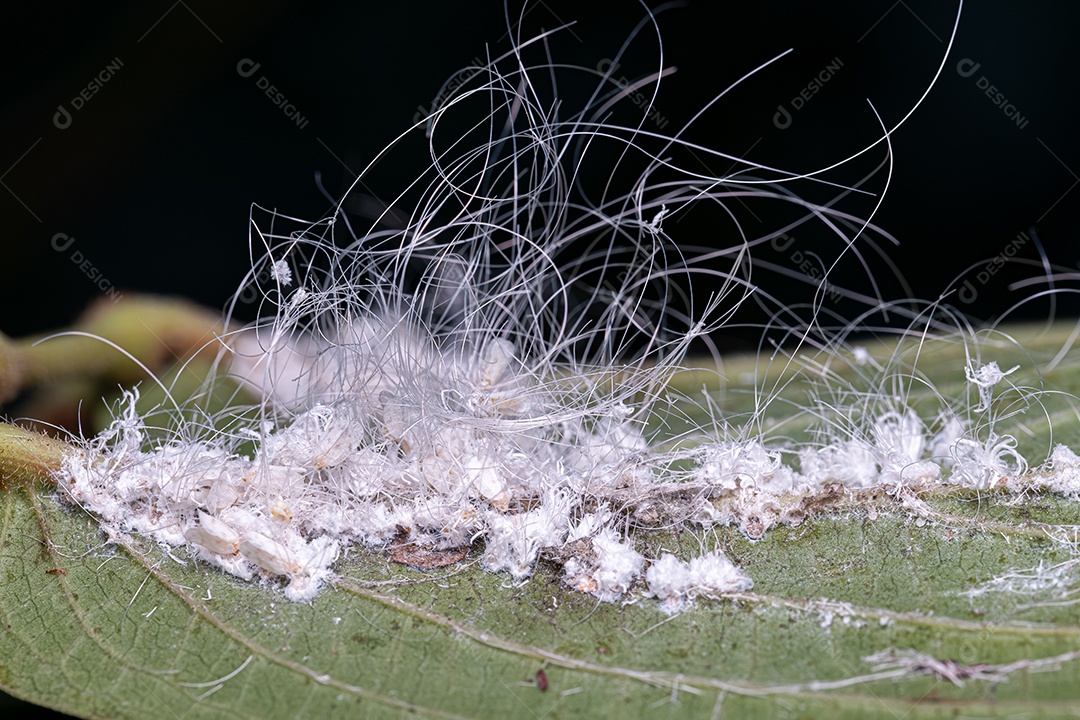 Pequenos insetos moscas brancas