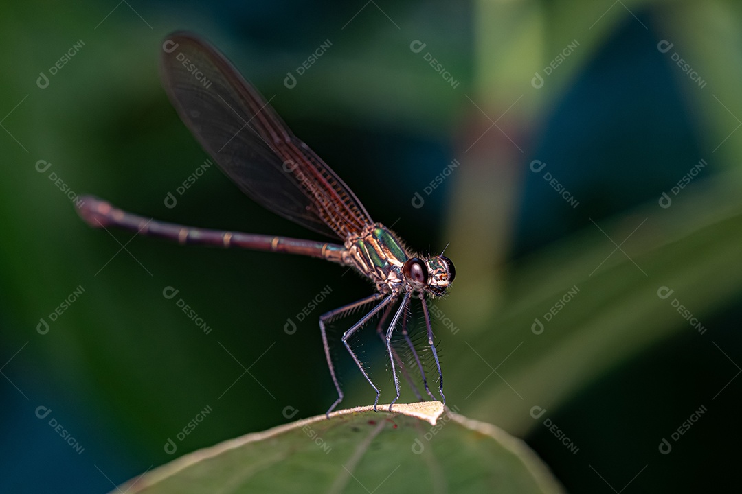 Inseto libelinha Rubyspot adulto