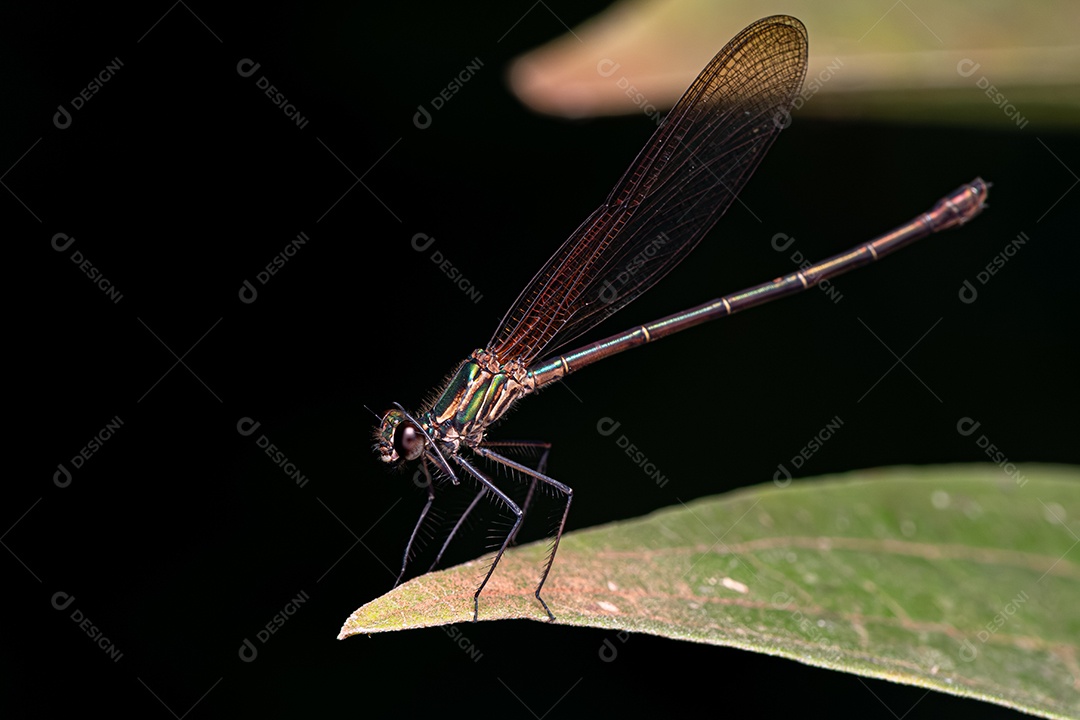 Inseto libelinha Rubyspot adulto