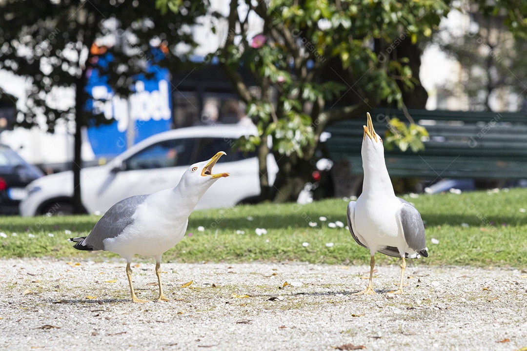 Duas gaivotas gritando em uma praça